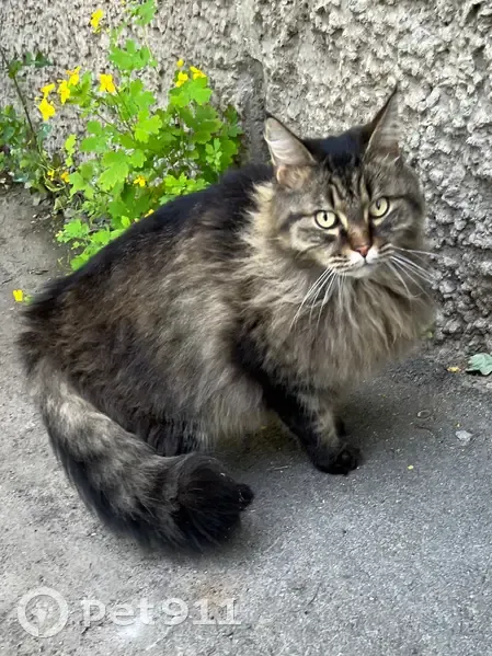 Найдена кошка, Чернореченская ул., 87, Курган - photo