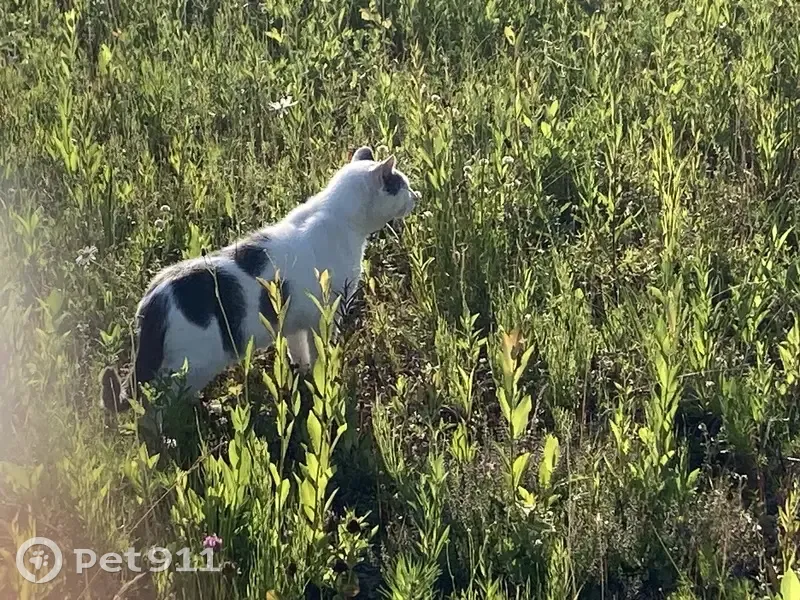 Найдена кошка на трассе А-119, Пяльма - photo