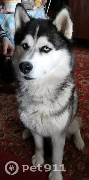 Пропала собака, Полдневая, ул. Урицкого, 56 - photo