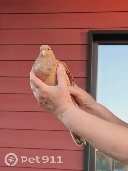 Найден ручной голубь, Удмуртия, тел. 89199008016 - photo