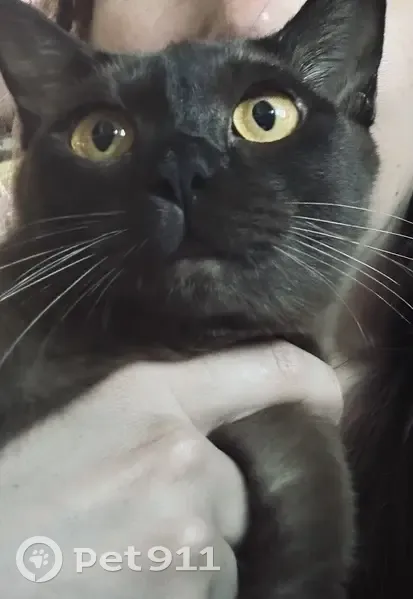 Найдена кошка на Городской улице, Москва - photo