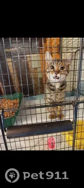 Найдена кошка, ул. Фрунзе, Смоленск - photo