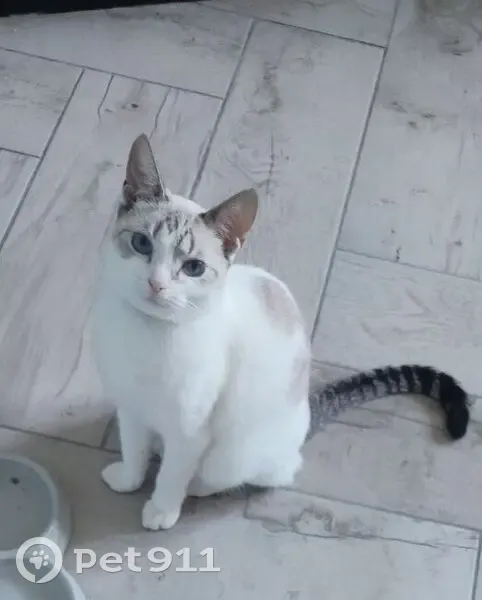 Пропала кошка, Сосно, Псковская обл. - photo