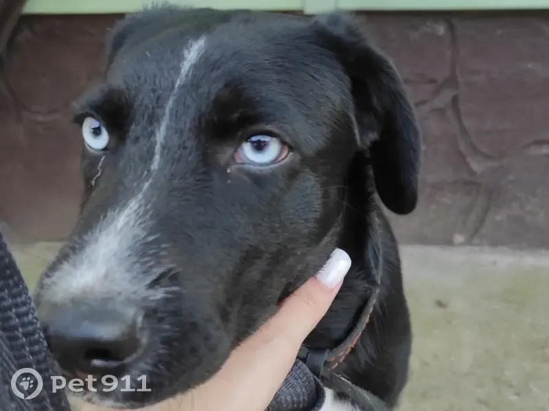 Найдена собака, Лесная улица, 6, Голынец - photo