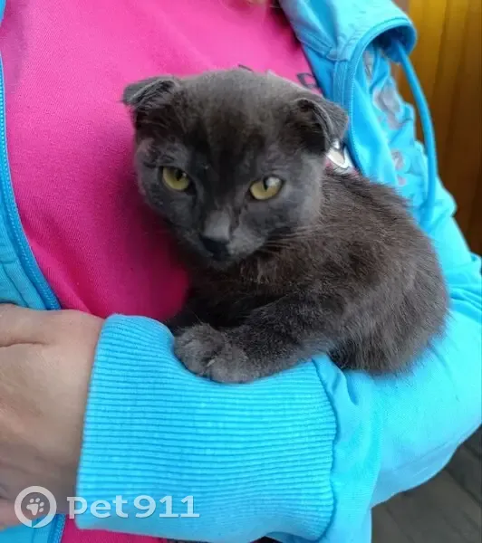 Найдена кошка, ул. Ленина, Знаменское - photo