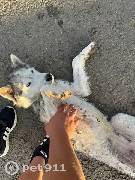 Найдена Хаска, Р-158, г.п. Исса - photo