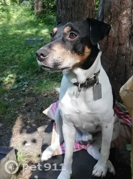 Пропала собака на Набережной, Киреевск - photo