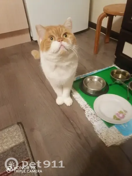 Пропала кошка в Городце, Р-23, Володарское - photo