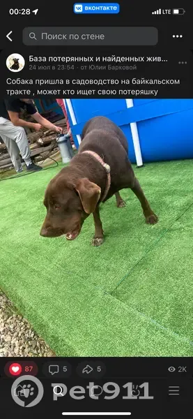 Найдена собака, Листвянское, Иркутская обл. - photo