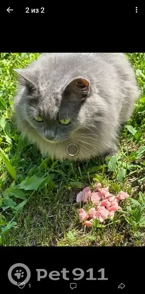 Кошка найдена в СНТ Васильево, Татарстан: vk.com/wall-61313463_649131 - photo