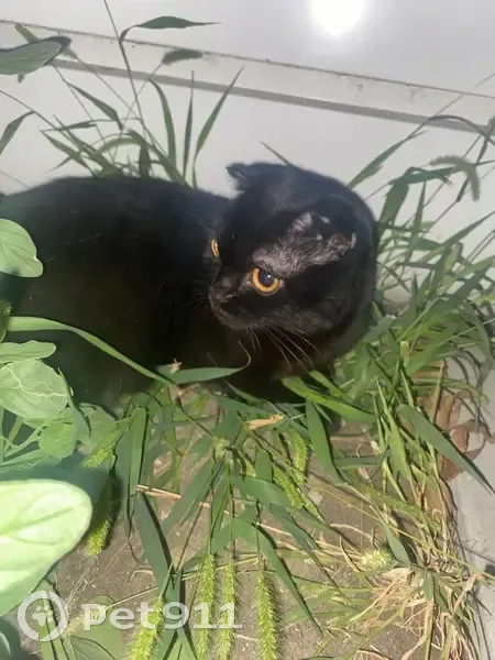 Найдена кошка в Ореховой роще, Крутой проезд - photo