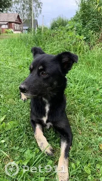 Найдена собака в Костромской области - photo