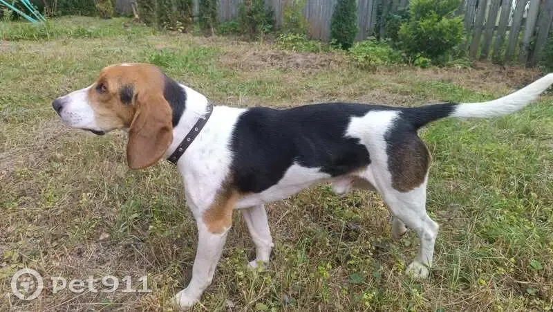 Найдена собака, ул. №3, Каменнолавский с/с - photo