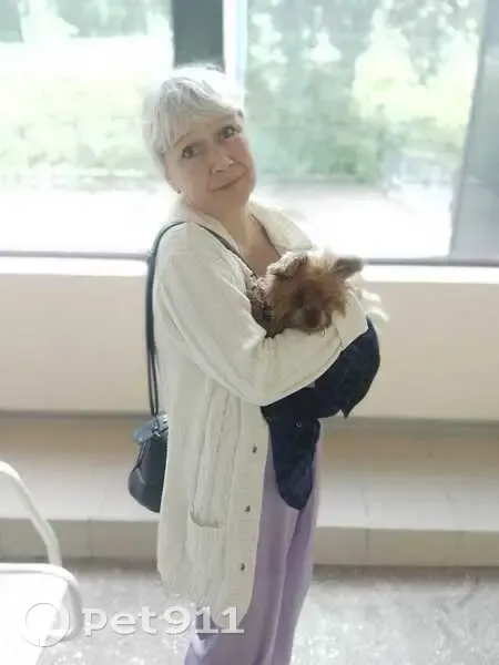 Найдена собака, ул. Вейнбаума, Красноярск - photo