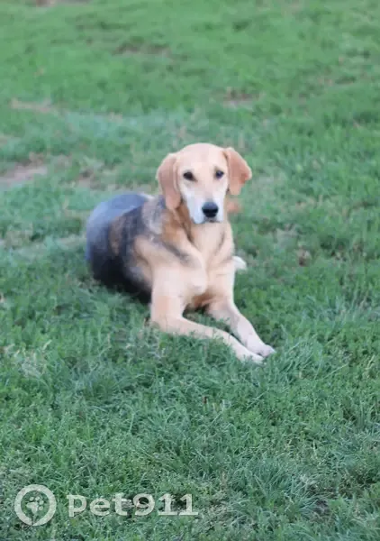 Найдена собака, Ленинградская ул., 47Б, Борское - photo