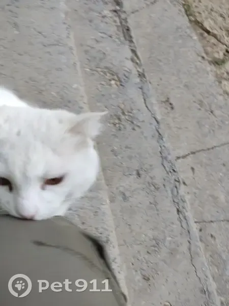 Найдена кошка, Пионерская ул., 42, Волжский - photo