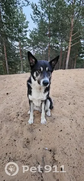 Найдена собака у озера, Серёдкинская волость - photo