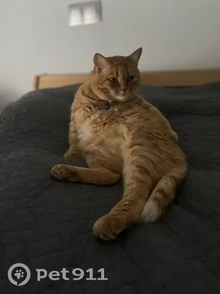 Пропал кот, Доброград, Берёзовая 4 - photo