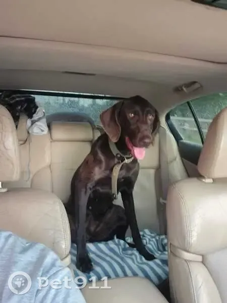 Найдена собака, А-321, поворот на Рассвет - photo