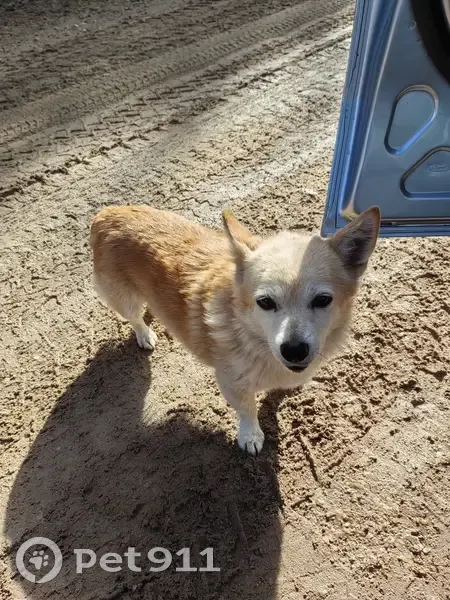 Найдена собака, Октябрьское, 11К-015 - photo