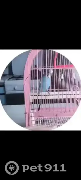 Пропал попугай Кеша, Карпенково, Воронежская обл. - photo