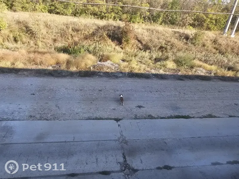 Собака найдена на Почтовой, 13, Карамыш - photo