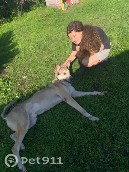 Найдена собака, 04К-146, Маганский сельсовет - photo