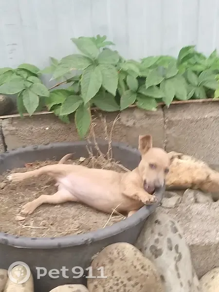 Найдена собака у обводного канала, 79Н-158 - photo