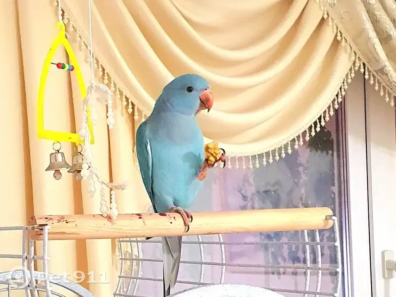 Пропал голубой попугай, Пермь, Пермский край - photo