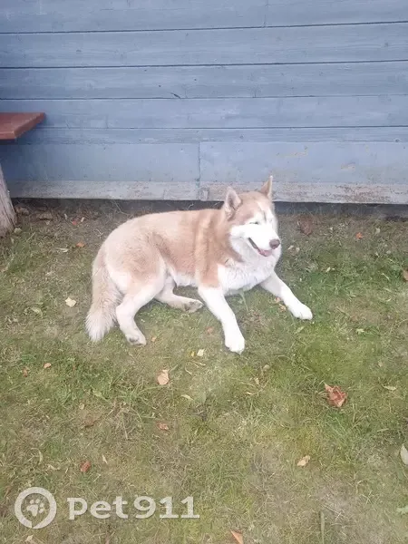 Хаски найден у д. Остахново, Ленинский пер., 8 - photo