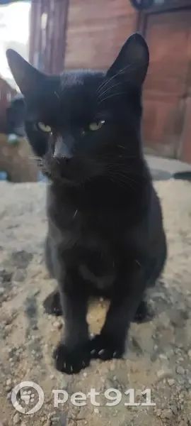 Найдена кошка ‼️РЕБРОВКА, Костромская обл. - photo