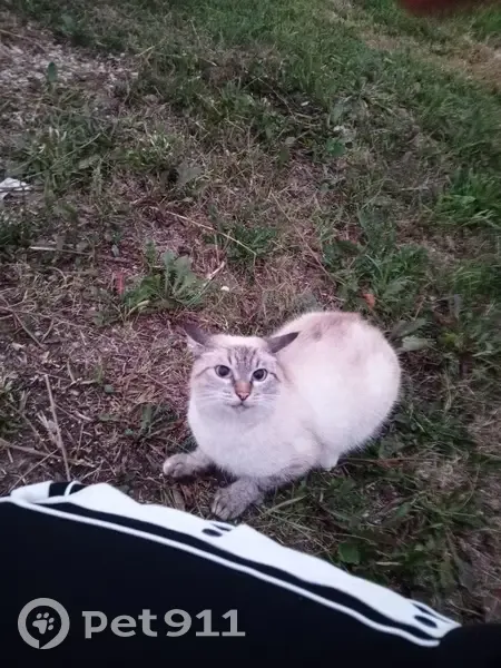 Пропал кот без хвоста, ул. Красноармейская, Ува - photo