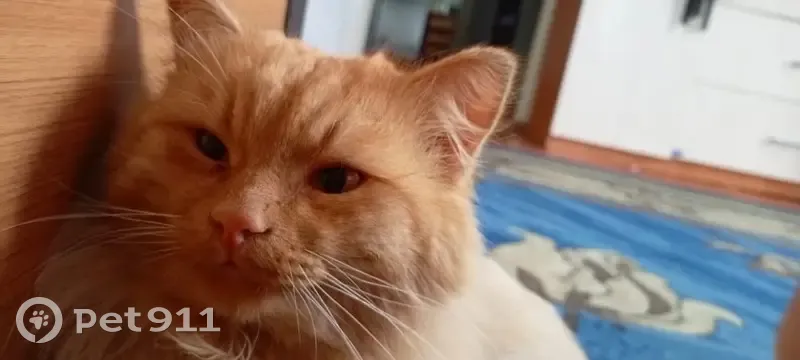 Пропала кошка, Знаменское, Омская область - photo