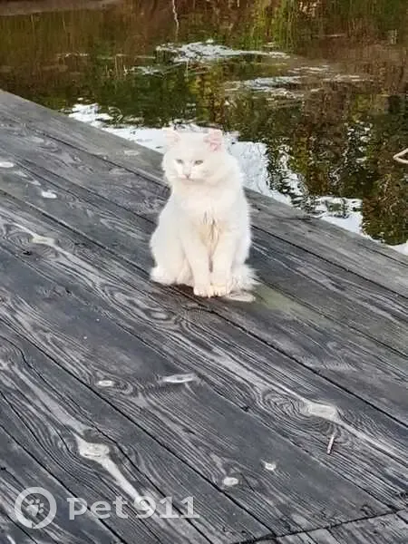 Кошка найдена в Урюш-Битуллинском сельсовете - photo