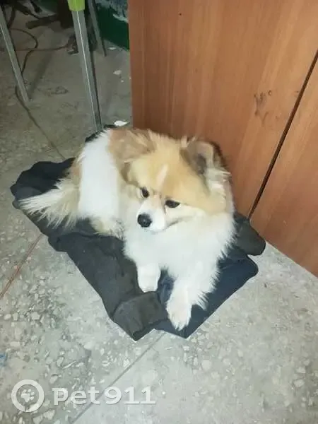 Найдена собака на Победит, ХМАО-Югра - photo