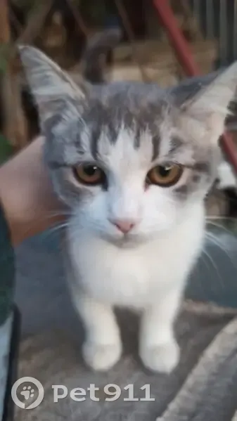 Кошка найдена в г.о. Курск, Курская обл. - photo