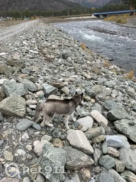 Хаски найдена, Кедровая 2, Чемал - photo