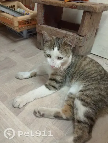 Кошка найдена: Советская ул., Кагальник - photo