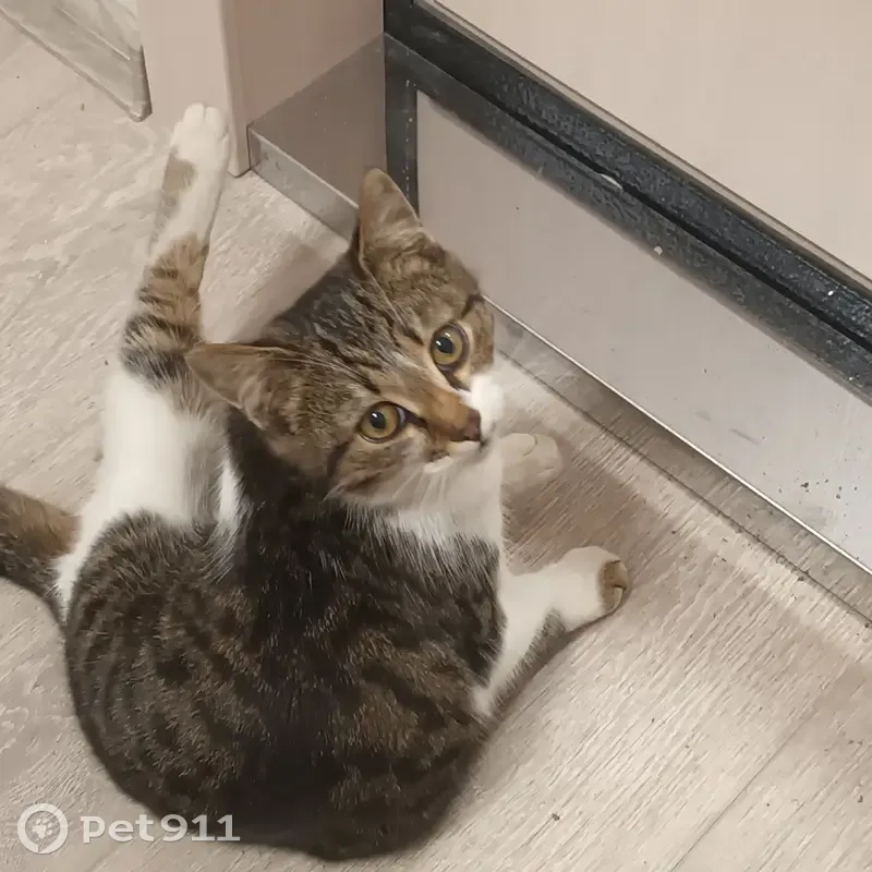 Кошка найдена на ул. Маршала Конева, 12 - photo