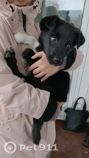 Щенок найден: Промышленная ул., 8 - photo