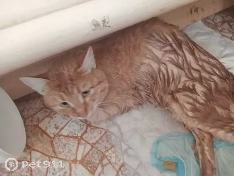 Котик сбит машиной, Советская ул. 39 - photo