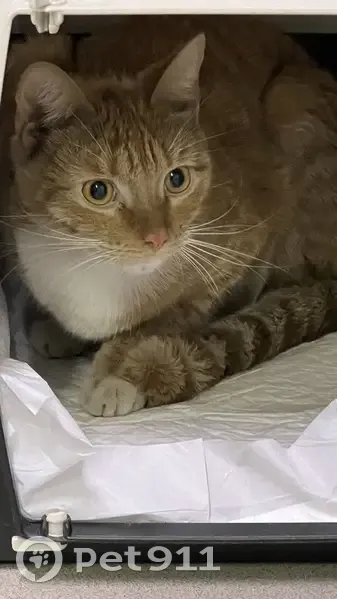 Найден рыжий кот, Пионерская 1/4, Королёв - photo