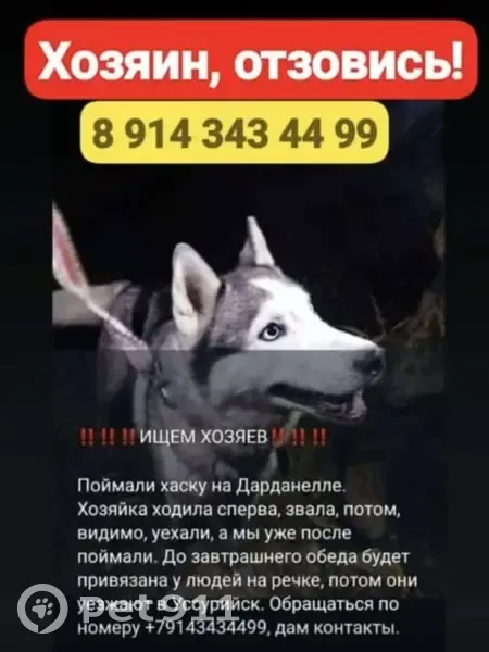 Хаски найдена: Ущелье Дарданеллы - photo