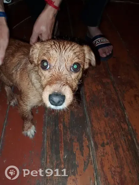 Найдена собака, Семлевское с/п, 66Н-0210 - photo