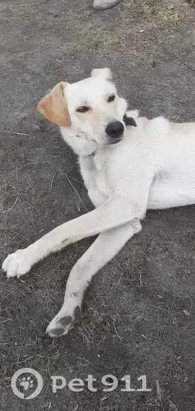 Собака найдена: Садовая ул., Малый Яломан - photo