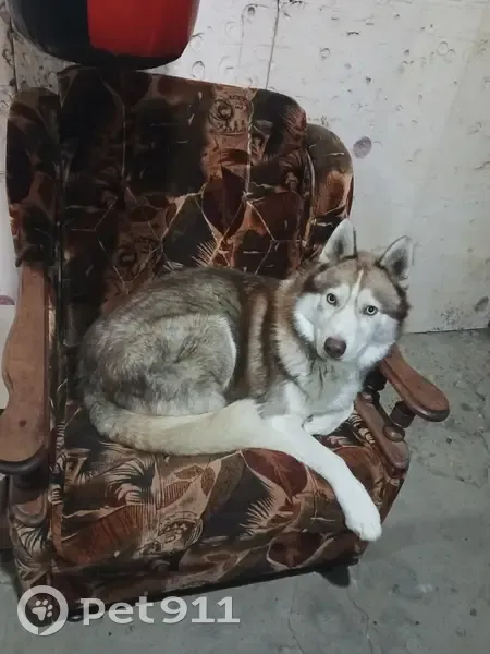 Собака найдена на трассе 03Н-269 - photo