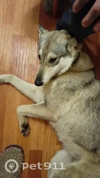 Найдена собака на улице 2П-2, Нижневартовск - photo