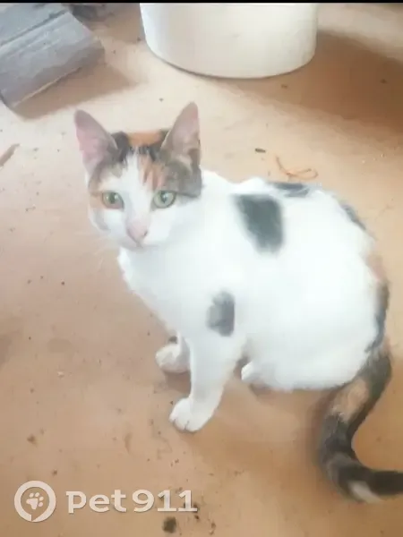 Кошка найдена, Ивакино, 46К-1550 - photo