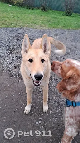 Найдена собака: Южная ул., 15, Понтонный - photo
