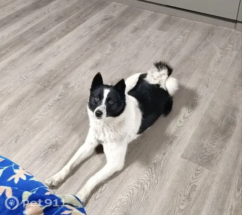 Собака найдена: Уральская ул, 1, Лазурное - photo